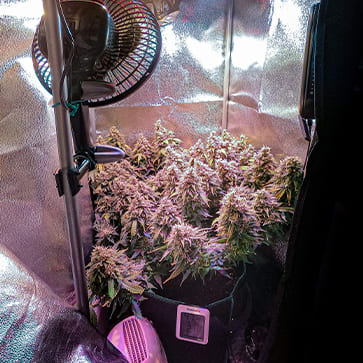 Насіння конопель Auto Amnesia Feminised Silver